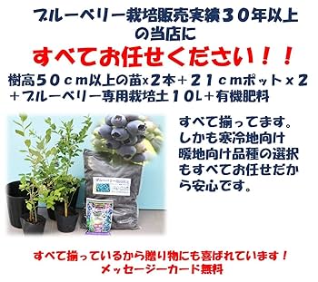 ブルーベリー苗 5号ポット7本セット ブルーベリー苗 5号ポット7本セット